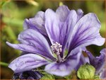 Malva sylvestris 'Blue Fountain' | Groot kaasjeskruid, Kaasjeskruid | Wilde Malve