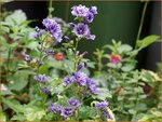 Malva sylvestris 'Blue Fountain' | Groot kaasjeskruid, Kaasjeskruid | Wilde Malve