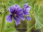 Malva sylvestris 'Blue Fountain' | Groot kaasjeskruid, Kaasjeskruid | Wilde Malve