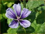 Malva sylvestris 'Blue Fountain' | Groot kaasjeskruid, Kaasjeskruid | Wilde Malve