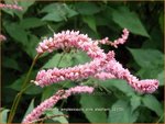 Persicaria amplexicaulis 'Pink Elephant' | Adderwortel, Duizendknoop | Kerzenkn&ouml;terich