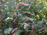 Persicaria amplexicaulis 'Pink Elephant' | Adderwortel, Duizendknoop | Kerzenkn&ouml;terich