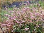 Persicaria amplexicaulis 'Pink Elephant' | Adderwortel, Duizendknoop | Kerzenkn&ouml;terich