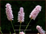 Persicaria bistorta 'Superba' | Adderwortel, Duizendknoop | Schlangenkn&ouml;terich