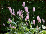 Persicaria bistorta 'Superba' | Adderwortel, Duizendknoop | Schlangenkn&ouml;terich