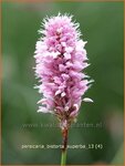Persicaria bistorta 'Superba' | Adderwortel, Duizendknoop | Schlangenkn&ouml;terich