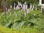 Persicaria bistorta 'Superba' | Adderwortel, Duizendknoop | Schlangenkn&ouml;terich