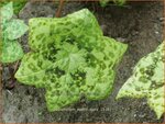 Podophyllum 'Spotty Dotty' | Voetblad, Indische alruinwortel, Meiappel | Fu&szlig;blatt