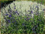 Salvia greggii 'Blue Note' | Salie, Salvia | Herbst-Strauch-Salbei