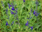 Salvia greggii 'Blue Note' | Salie, Salvia