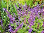 Salvia verticillata 'Hannay's Blue' | Kranssalie, Salie, Salvia | Quirlbl&uuml;tiger Salbei
