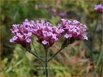 Verbena bonariensis | IJzerhard | Hohes Eisenkraut