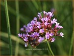 Verbena bonariensis | IJzerhard | Hohes Eisenkraut