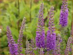 Veronica longifolia 'Eveline' | Lange ereprijs, Ereprijs | Langbl&auml;ttriger Ehrenpreis
