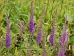 Veronica longifolia 'Eveline' | Lange ereprijs, Ereprijs | Langbl&auml;ttriger Ehrenpreis