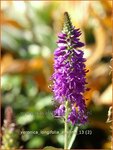 Veronica longifolia 'Eveline' | Lange ereprijs, Ereprijs | Langbl&auml;ttriger Ehrenpreis
