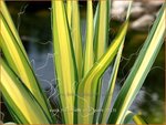 Yucca filamentosa 'Color Guard' | Palmlelie | F&auml;dige Palmlilie