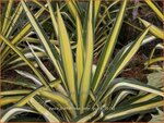 Yucca filamentosa 'Color Guard' | Palmlelie | F&auml;dige Palmlilie
