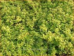 Thymus citriodorus 'Golden Dwarf' | Citroentijm, Tijm | Zitronen-Thymian