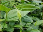 Disporum cantoniense 'Green Giant' | Feengl&ouml;ckchen
