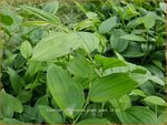 Disporum cantoniense 'Green Giant' | Feengl&ouml;ckchen