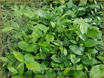 Disporum cantoniense 'Green Giant' | Feengl&ouml;ckchen