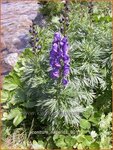 Aconitum napellus | Monnikskap