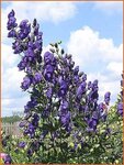 Aconitum napellus | Monnikskap