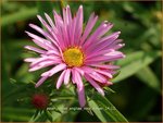 Aster novae-angliae 'Rosa Sieger' | Nieuw-Engelse aster, Herfstaster, Aster | Raublatt-Aster | New England Aster