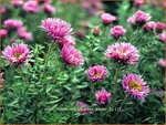 Aster novae-angliae 'Rosa Sieger' | Nieuw-Engelse aster, Herfstaster, Aster | Raublatt-Aster | New England Aster