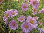 Aster novae-angliae 'Rosa Sieger' | Nieuw-Engelse aster, Herfstaster, Aster | Raublatt-Aster | New England Aster