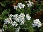 Achillea millefolium 'Schneetaler' | Duizendblad | Gew&ouml;hnliche Schafgarbe
