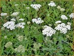 Achillea millefolium 'Schneetaler' | Duizendblad | Gew&ouml;hnliche Schafgarbe