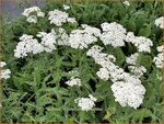 Achillea millefolium 'Schneetaler' | Duizendblad | Gew&ouml;hnliche Schafgarbe