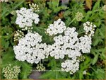 Achillea millefolium 'Schneetaler' | Duizendblad | Gew&ouml;hnliche Schafgarbe