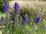 Aconitum cammarum 'Arendsii' | Monnikskap | Eisenhut