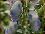 Aconitum 'Cloudy' | Monnikskap | Eisenhut
