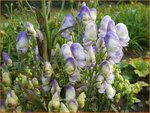 Aconitum 'Cloudy' | Monnikskap | Eisenhut