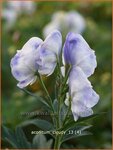 Aconitum 'Cloudy' | Monnikskap | Eisenhut