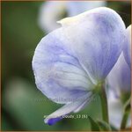 Aconitum 'Cloudy' | Monnikskap | Eisenhut