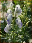 Aconitum 'Cloudy' | Monnikskap | Eisenhut