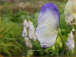 Aconitum 'Cloudy' | Monnikskap | Eisenhut