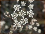 Anthriscus sylvestris 'Ravenswing' | Fluitekruid | Wiesenkerbel