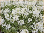 Arabis ferdinandi-coburgii 'Variegata' | Randjesbloem | Mazedonische G&auml;nsekresse