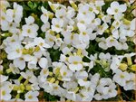 Arabis ferdinandi-coburgii 'Variegata' | Randjesbloem | Mazedonische G&auml;nsekresse