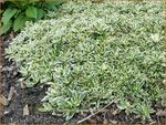 Arabis ferdinandi-coburgii 'Variegata' | Randjesbloem | Mazedonische G&auml;nsekresse