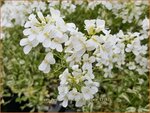 Arabis ferdinandi-coburgii 'Variegata' | Randjesbloem | Mazedonische G&auml;nsekresse