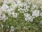 Arabis ferdinandi-coburgii 'Variegata' | Randjesbloem | Mazedonische G&auml;nsekresse