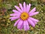 Aster amellus 'Rosa Erf&uuml;llung' | Bergaster, Aster | Bergaster