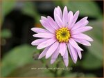 Aster amellus 'Rosa Erf&uuml;llung' | Bergaster, Aster | Bergaster